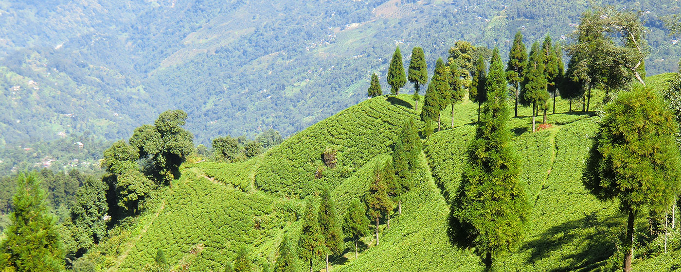 Top Places to Visit in Darjeeling