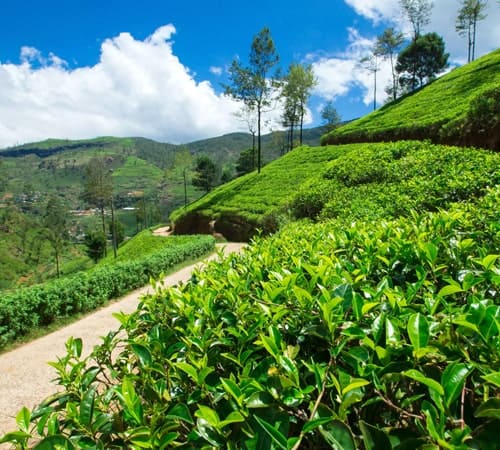 Plan for Darjeeling tour with car rental in siliguri