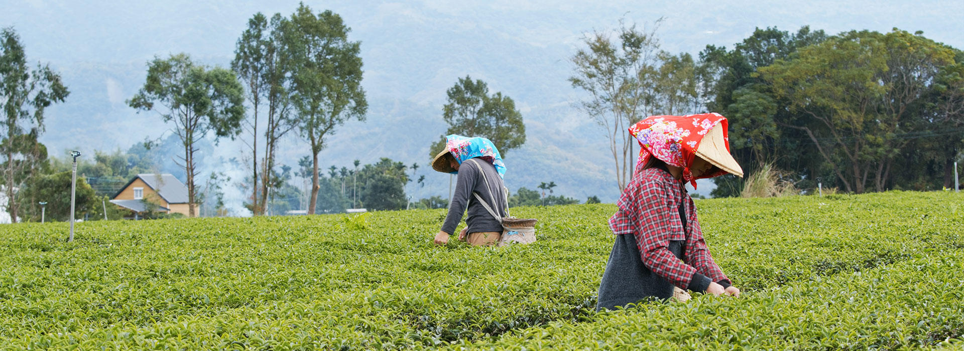 6N 7D Darjeeling Tour