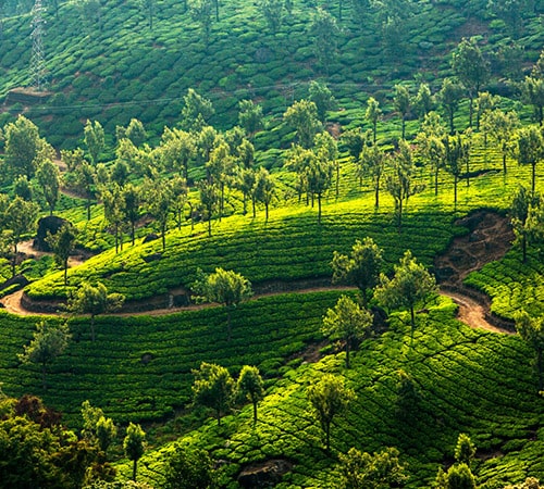 Best of Sikkim Darjeeling Gangtok Kalimpong Tour