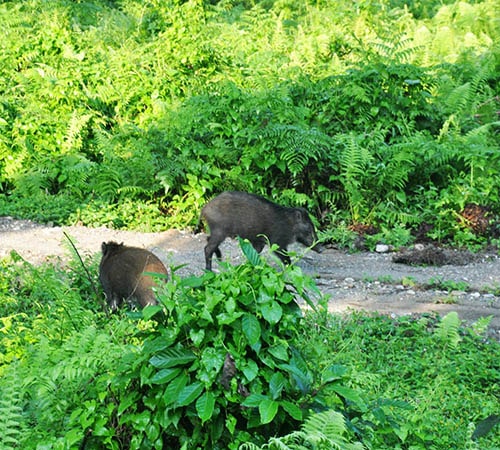 Dooars Tour Plan for 5 Days