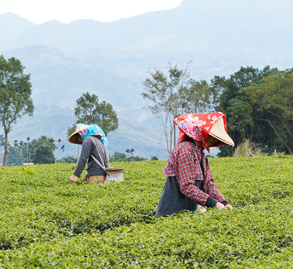 6N 7D Darjeeling Tour