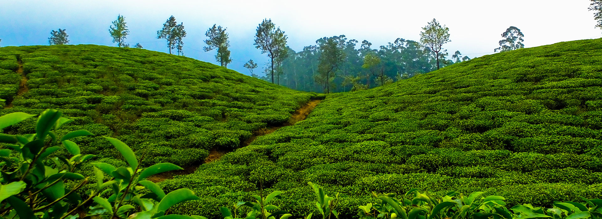 Assam & Meghalaya Tour